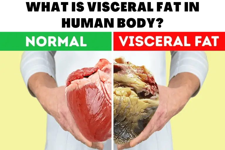 What Is Visceral Fat In Human Body?