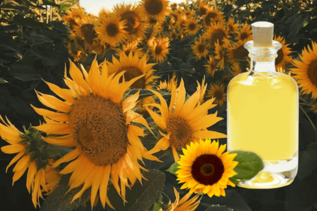  Is Sunflower Oil Bad For You 