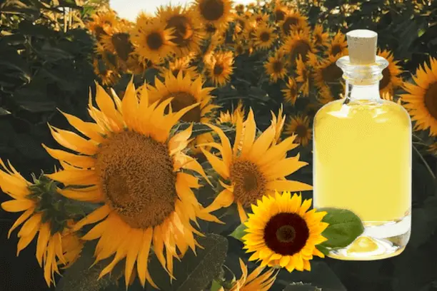 Is Sunflower Oil Bad For You?