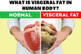 What Is Visceral Fat In Human Body?